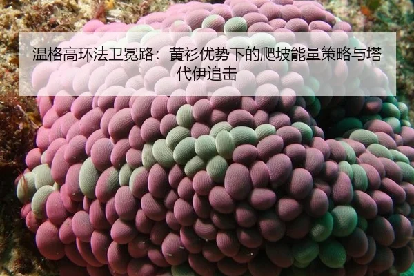 wen-ge-gao-huan-fa-wei-mian-lu-huang-shan-you-shi-xia-de-pa-po-neng-liang-ce-lve-yu-ta-dai-yi-zhui-ji-3-850.jpg
